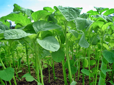 Gambar data Bayam Daun Cabut