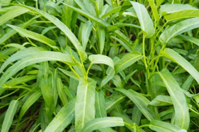 Gambar data Kangkung Daun