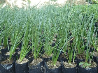 Gambar data Kucai Daun